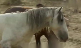 驴与马交配视频,驴马杂交现象首次视频记录